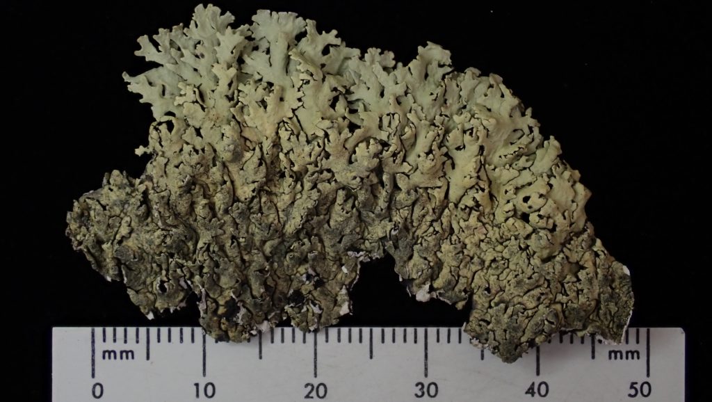 Arctoparmelia separata