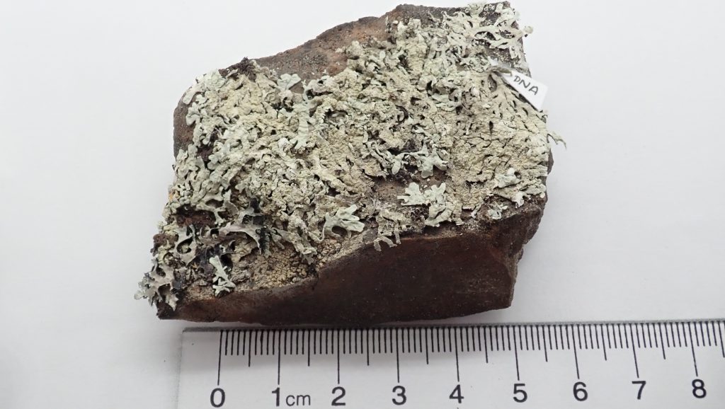 Arctoparmelia subcentrifuga