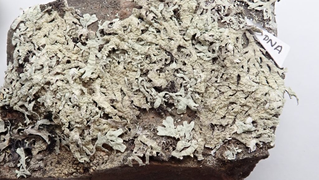 Arctoparmelia subcentrifuga