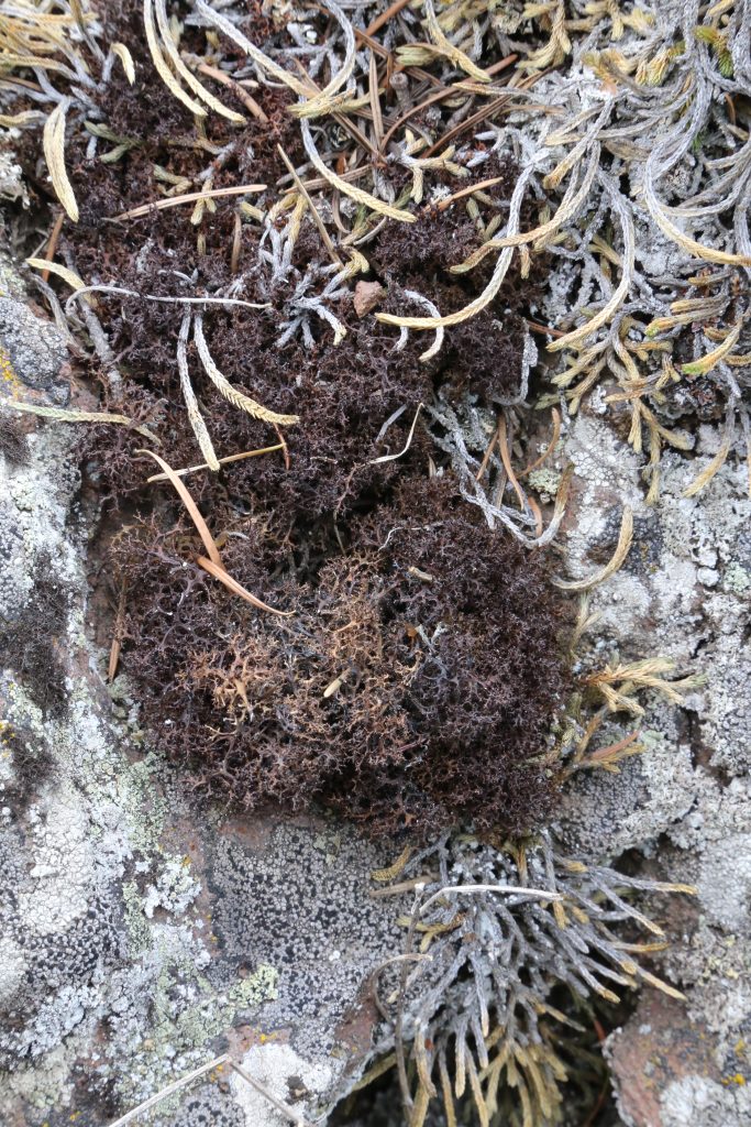 Cetraria aculeata s.l.