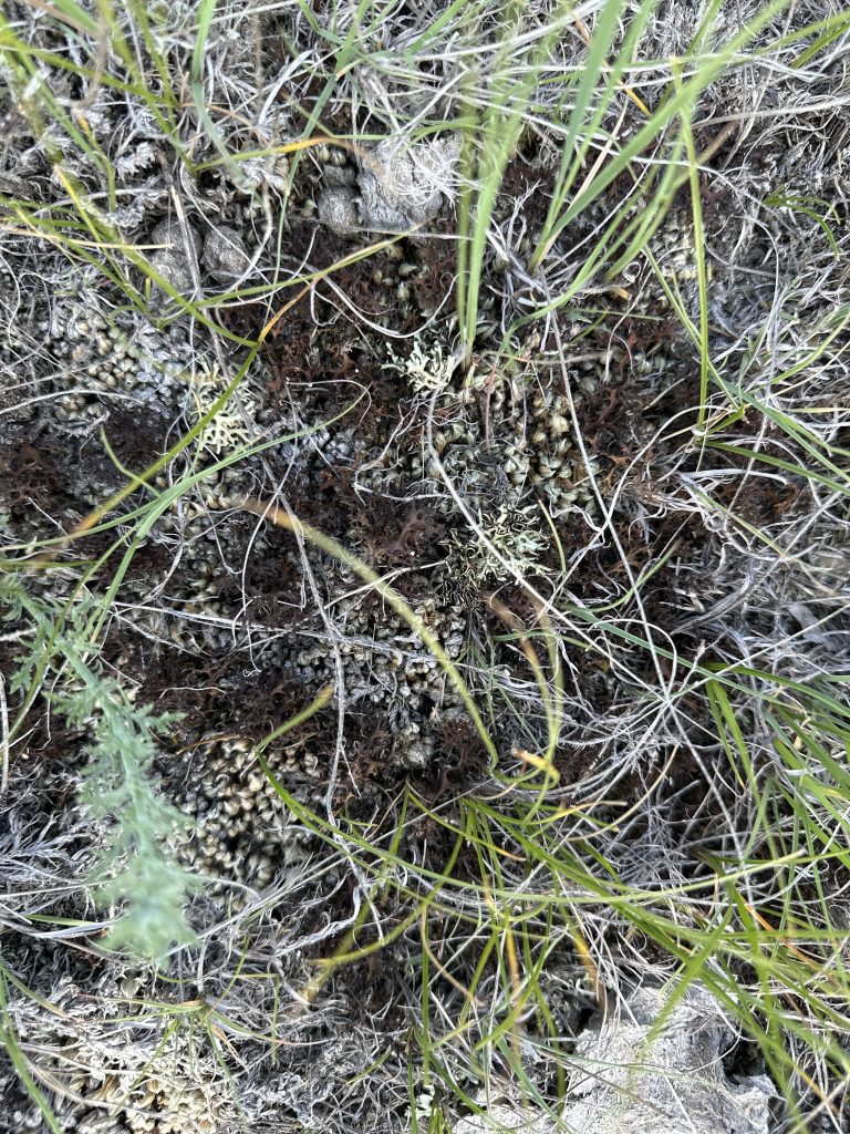 Cetraria aculeata s.l.