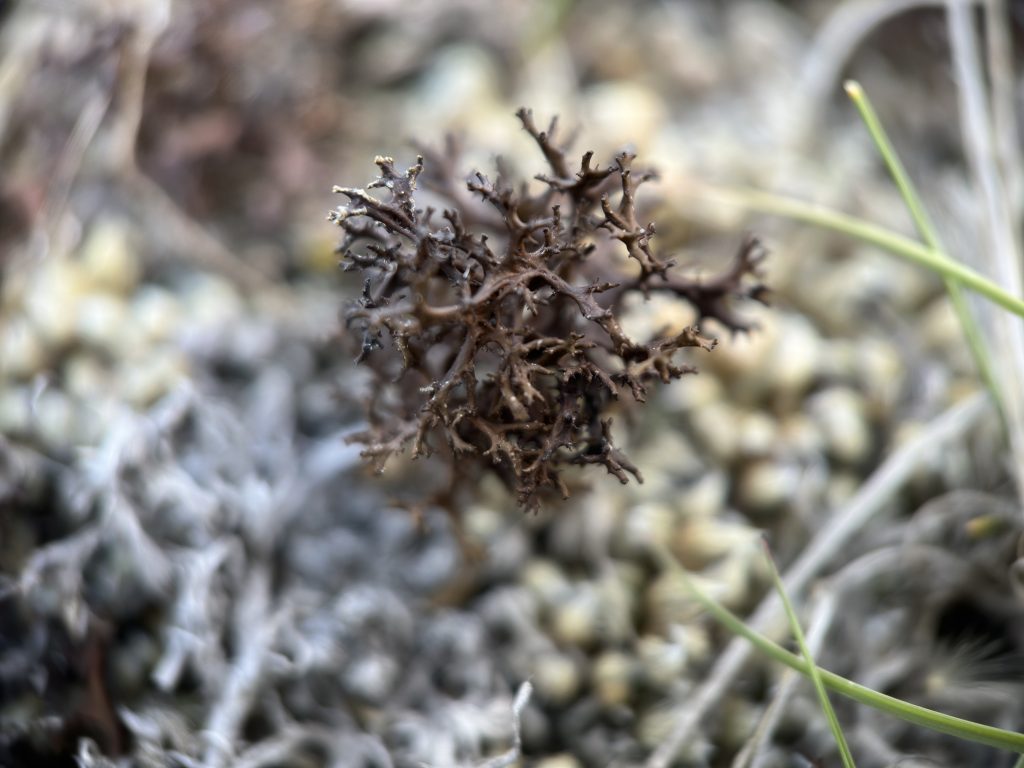 Cetraria aculeata s.l.