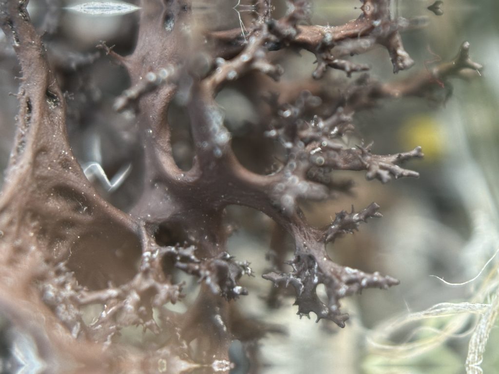 Cetraria aculeata s.l.