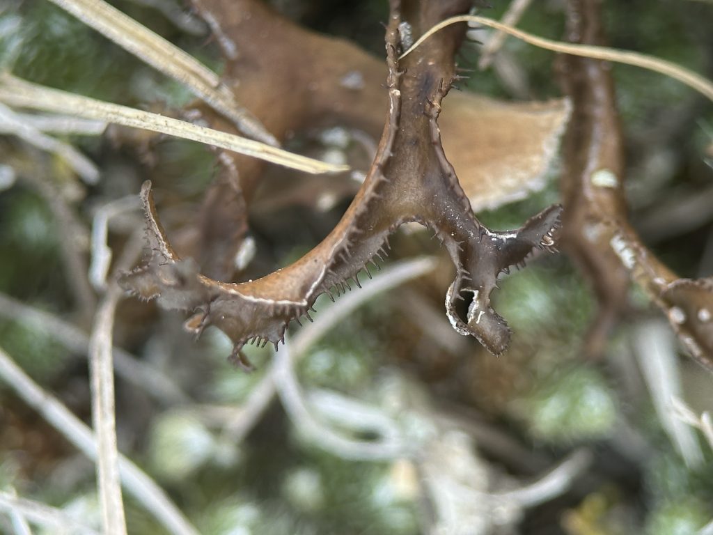Cetraria arenaria