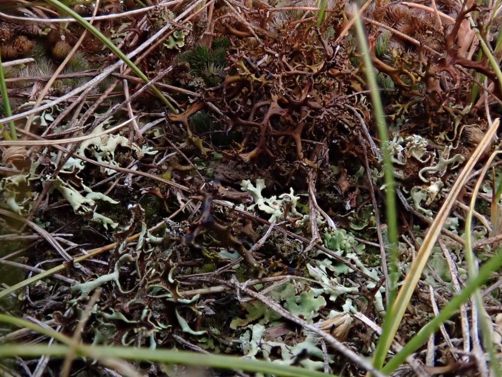 Cetraria aculeata s.l.