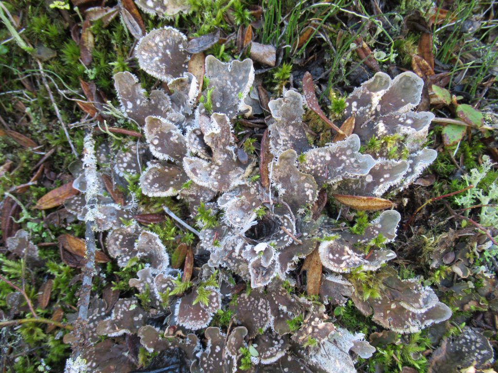 Peltigera extenuata