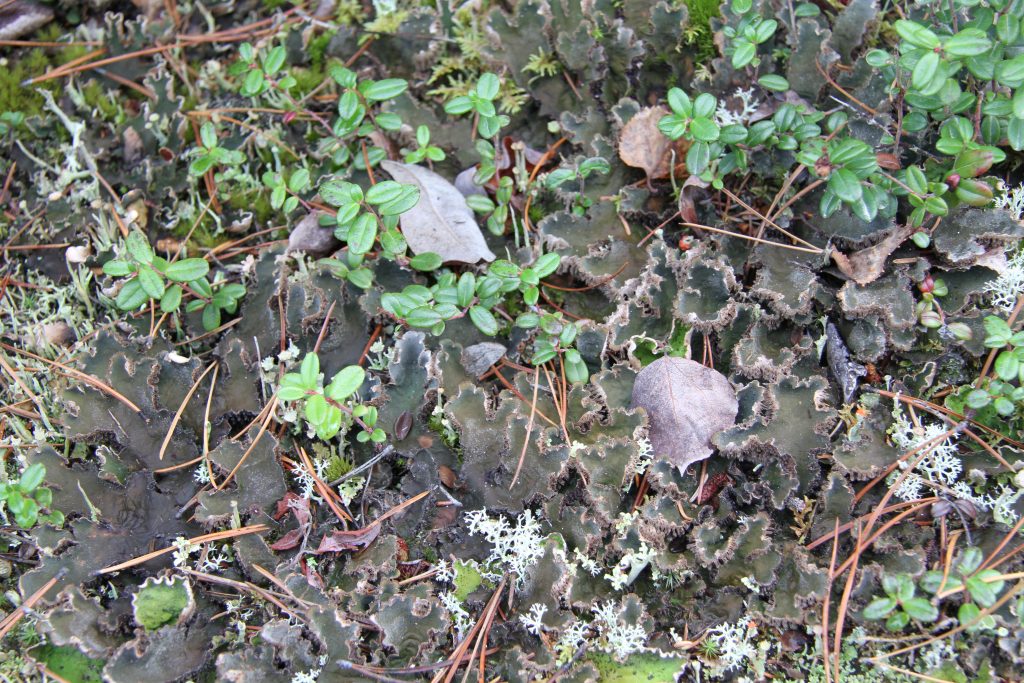 Peltigera retifoveata