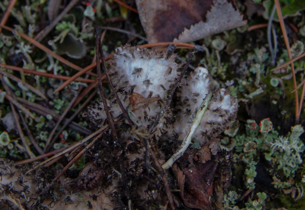Peltigera retifoveata
