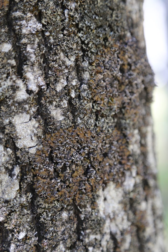 Melanelixia albertana