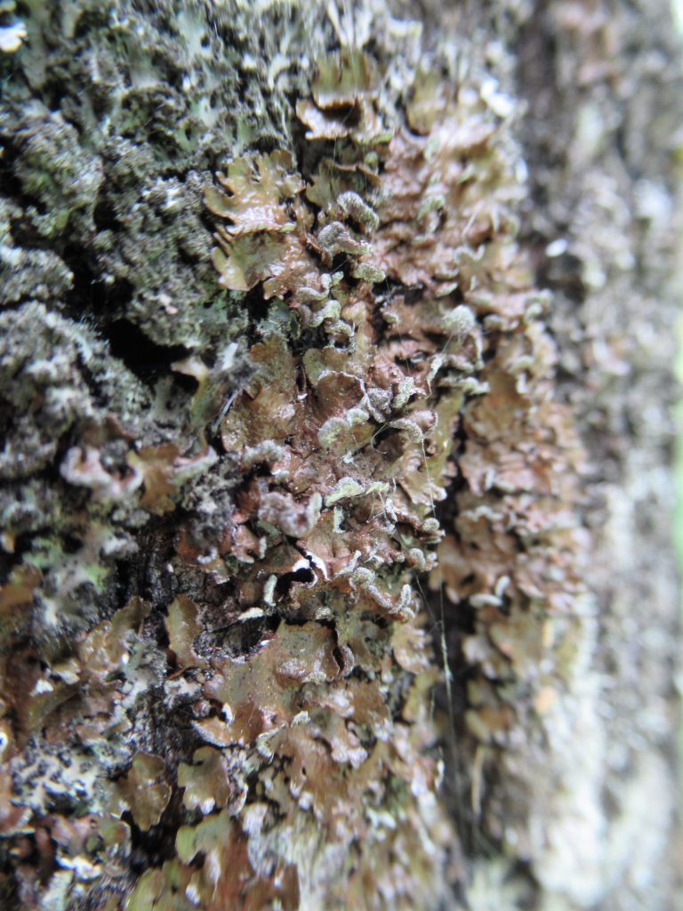 Melanelixia albertana