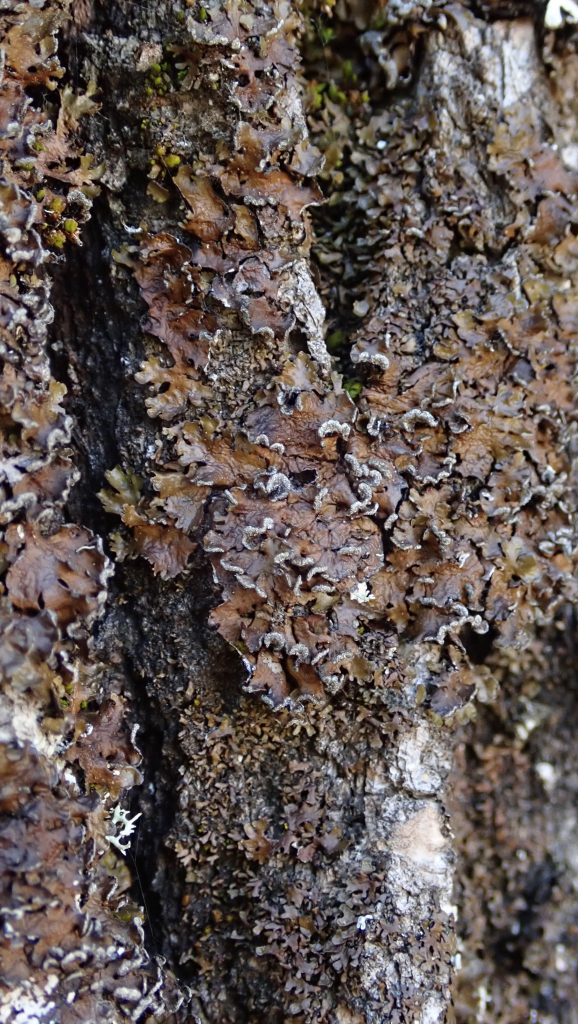 Melanelixia albertana