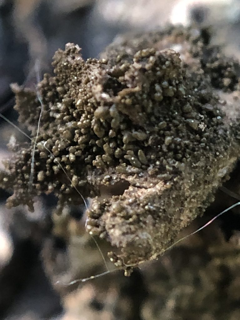 Melanohalea exasperatula