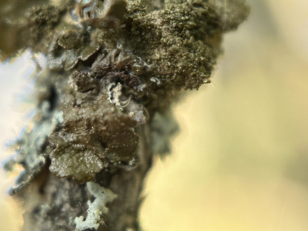 Melanohalea exasperatula