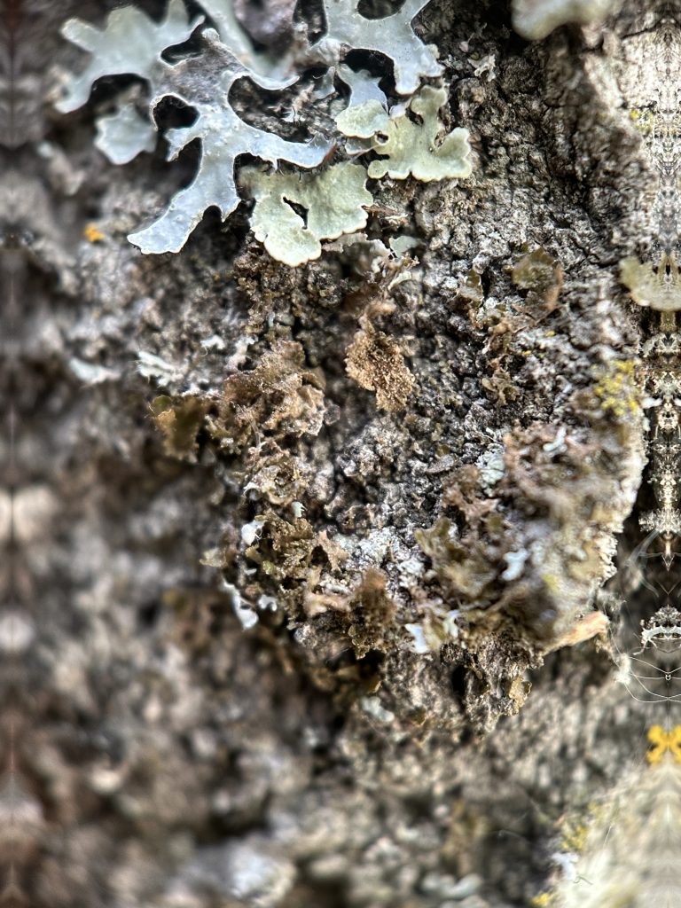 Melanohalea exasperatula