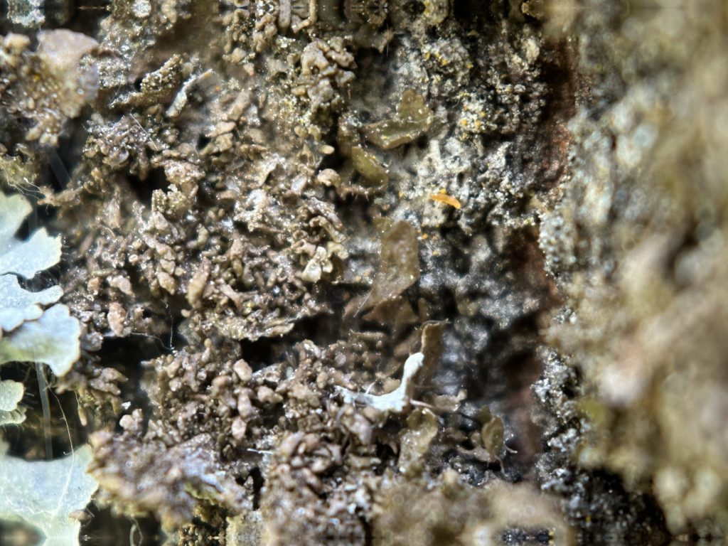 Melanohalea exasperatula