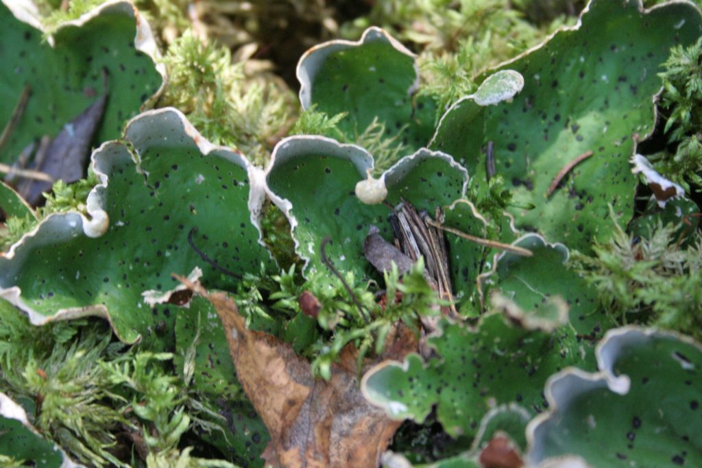 Peltigera aphthosa