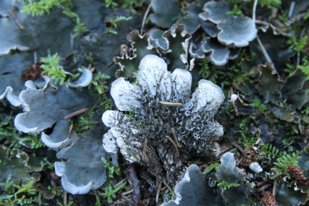 Peltigera canina group