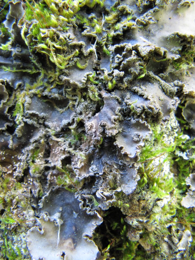 Peltigera collina