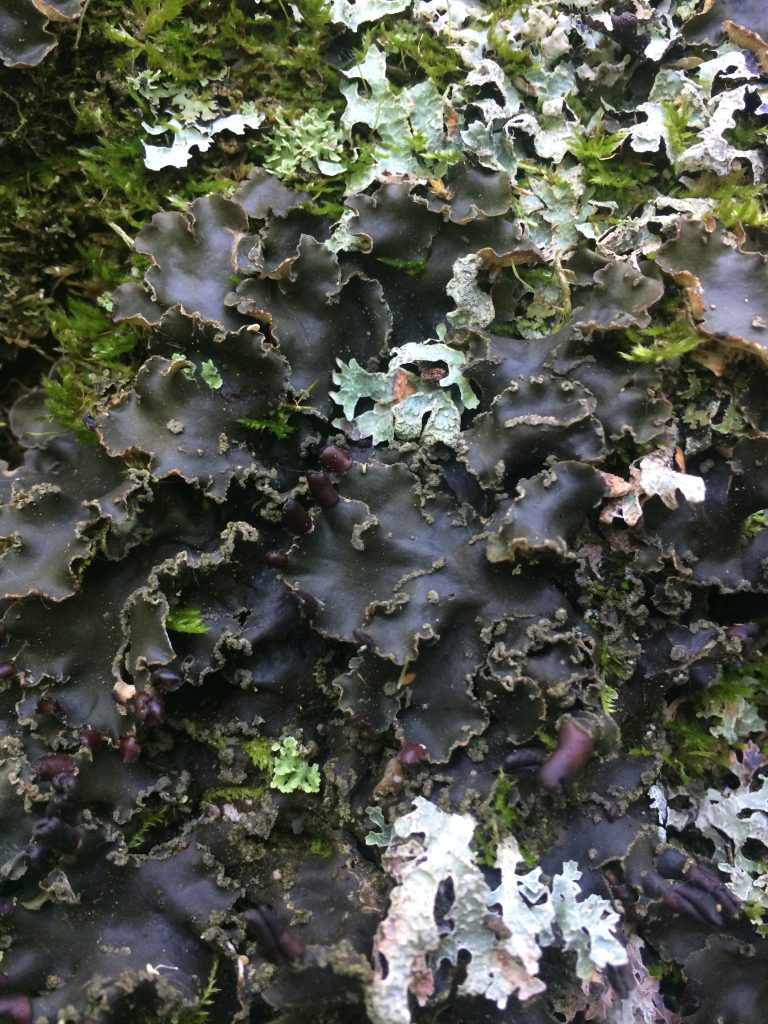 Peltigera collina