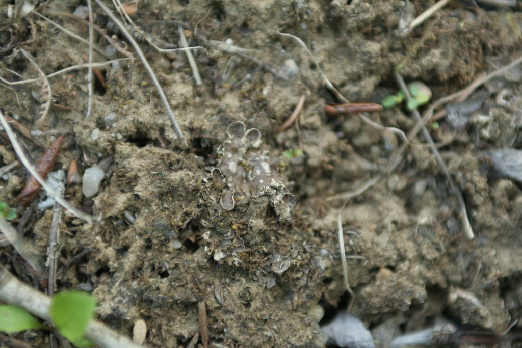 Peltigera didactyla group