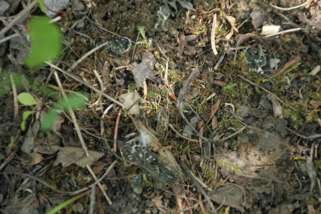 Peltigera didactyla group