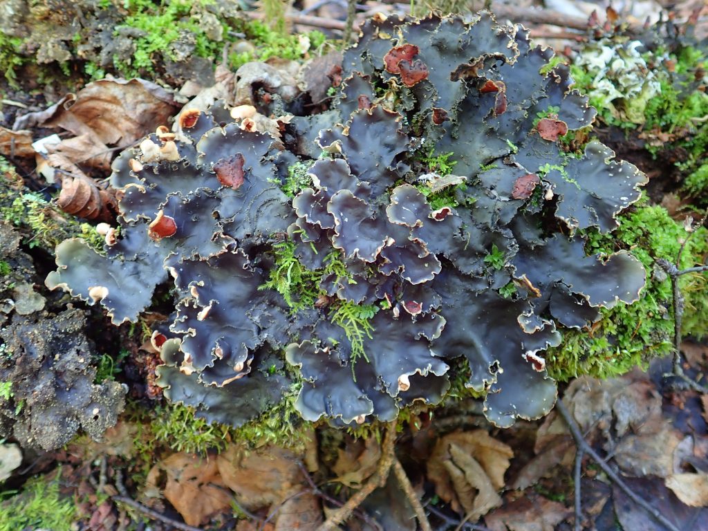 Peltigera elisabethae