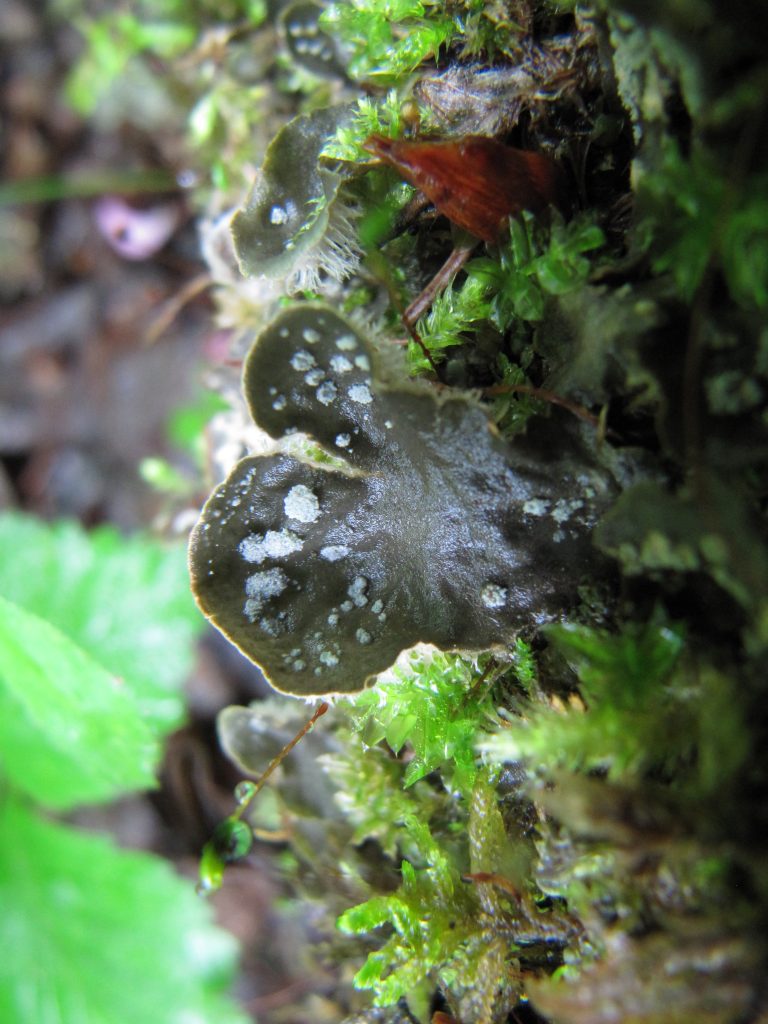 Peltigera extenuata
