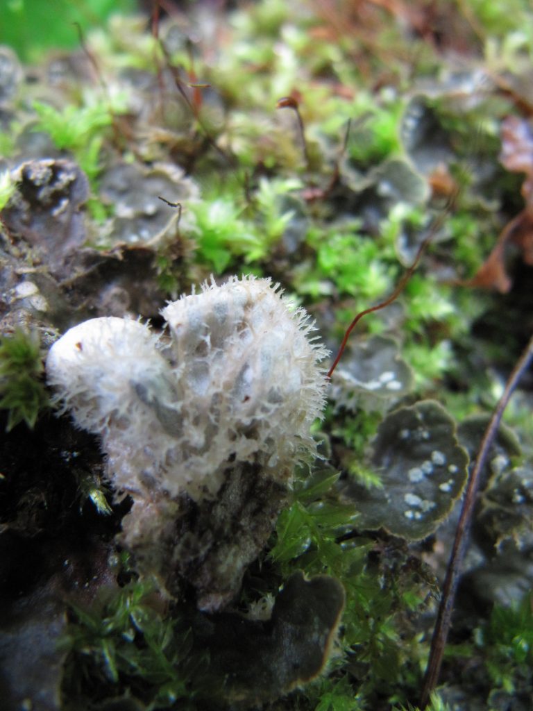 Peltigera extenuata