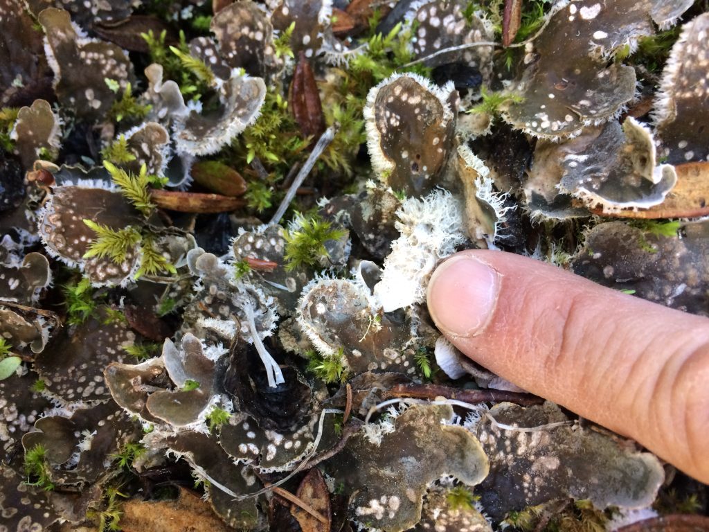 Peltigera extenuata