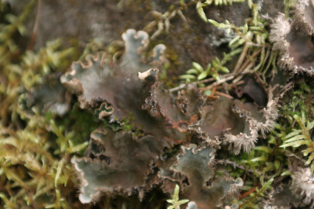Peltigera retifoveata