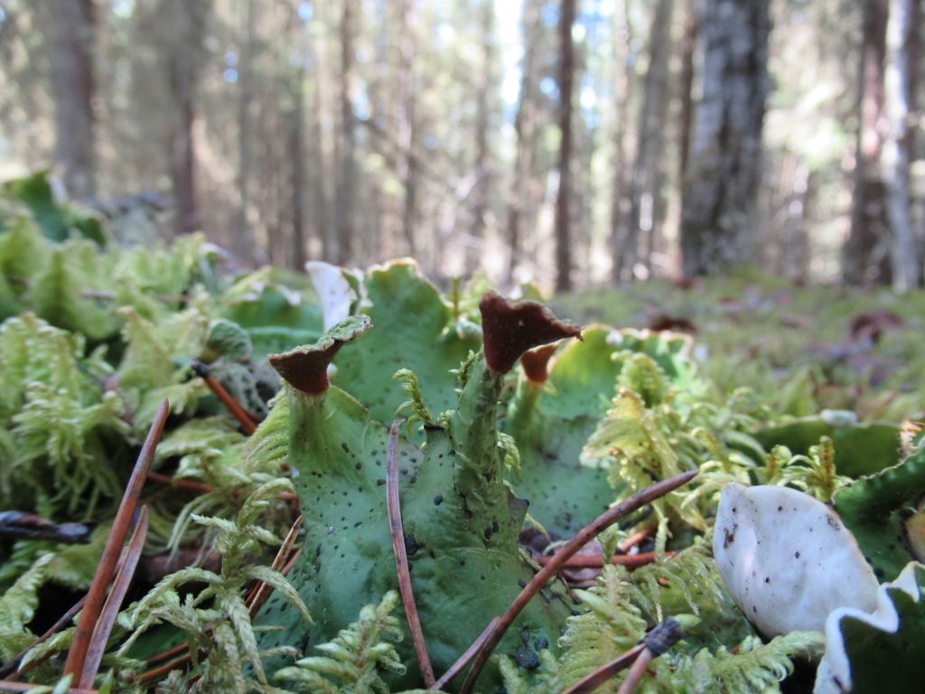 Peltigera aphthosa