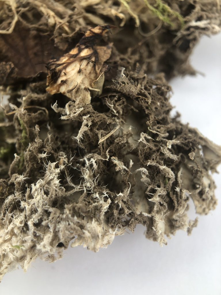 Peltigera canina clade 1