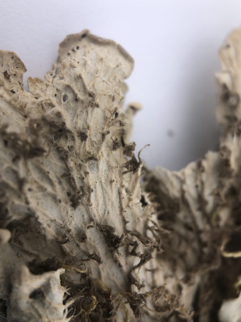 Peltigera canina clade 1