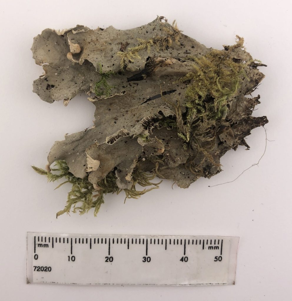 Peltigera canina clade 1