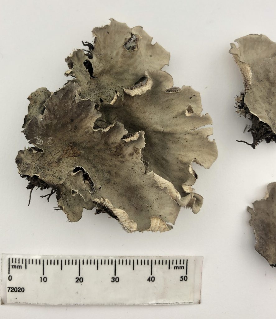 Peltigera canina clade 2