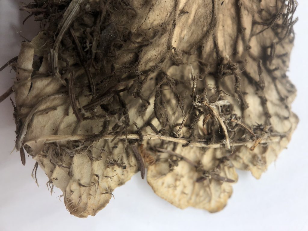 Peltigera canina group