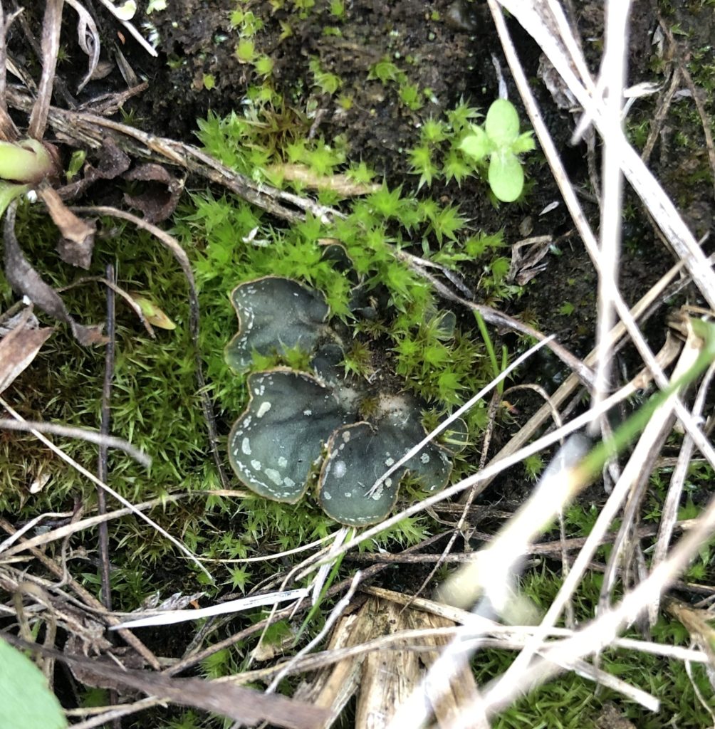 Peltigera didactyla group