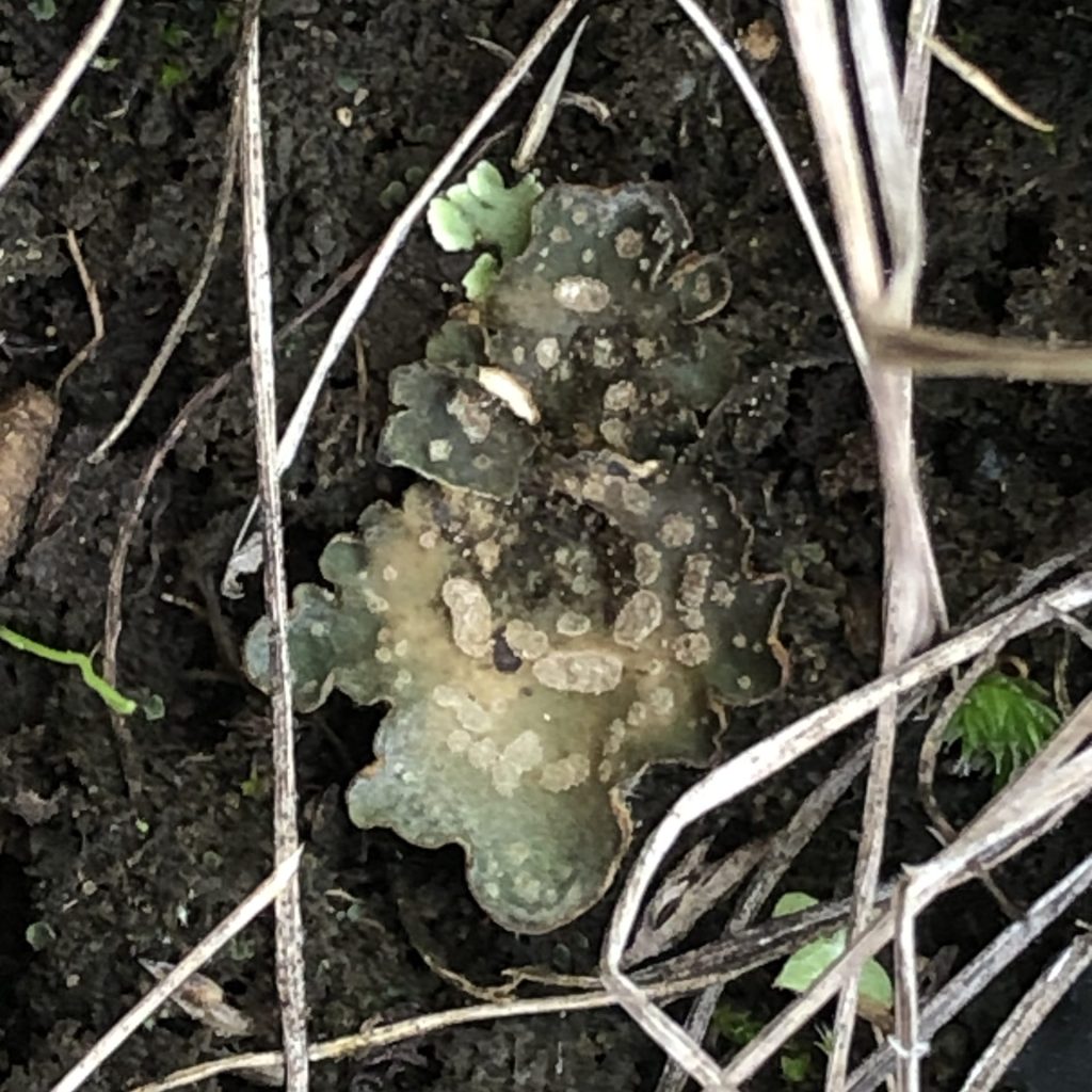 Peltigera didactyla group