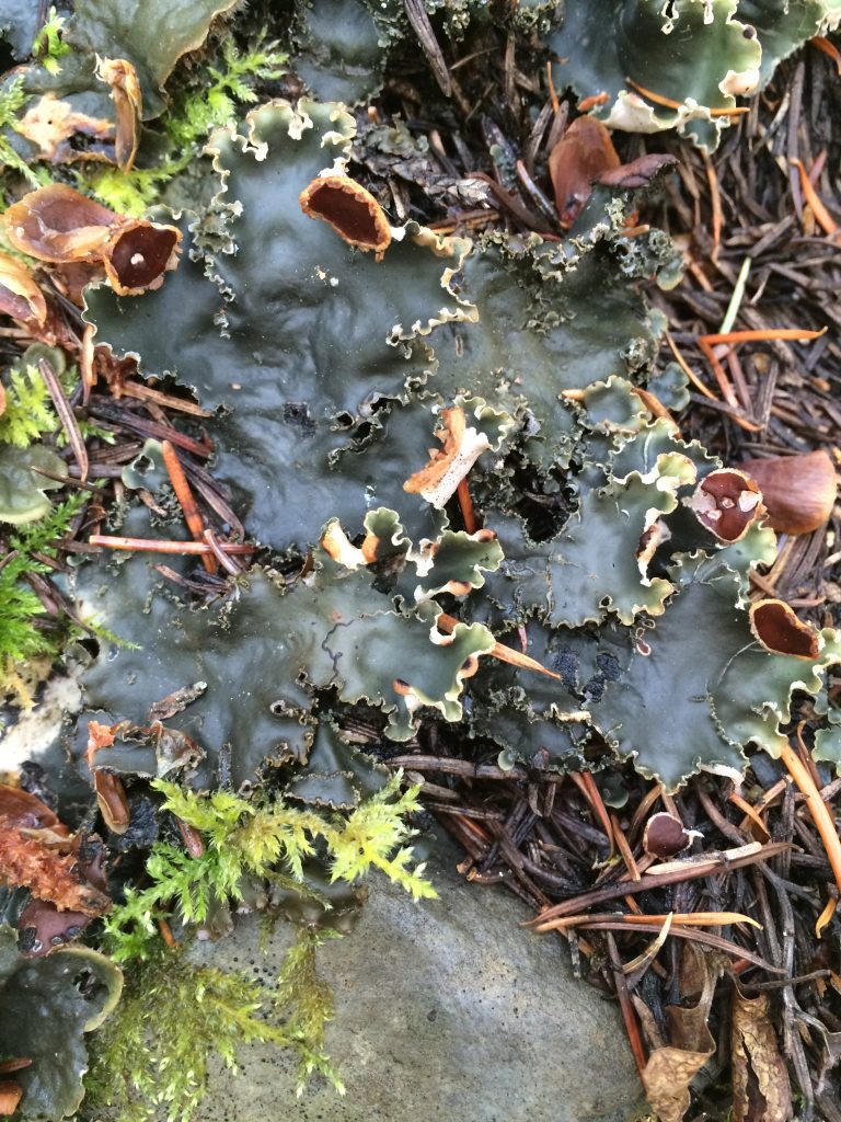 Peltigera elisabethae