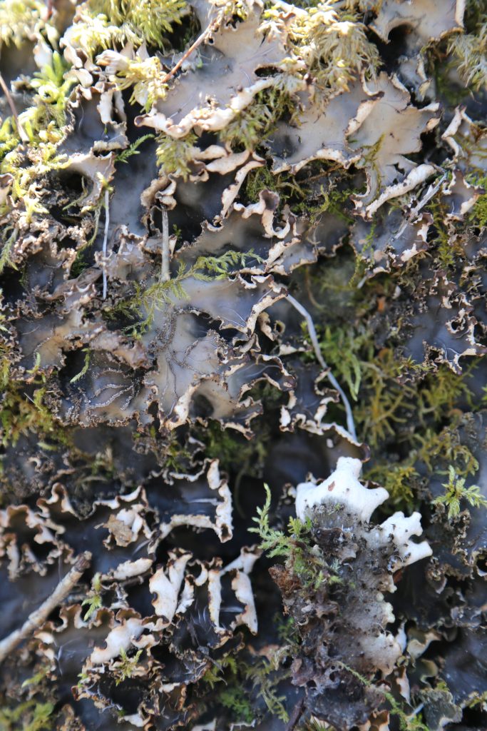 Peltigera elisabethae