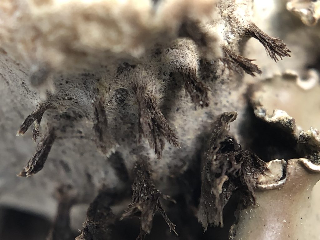 Peltigera elisabethae