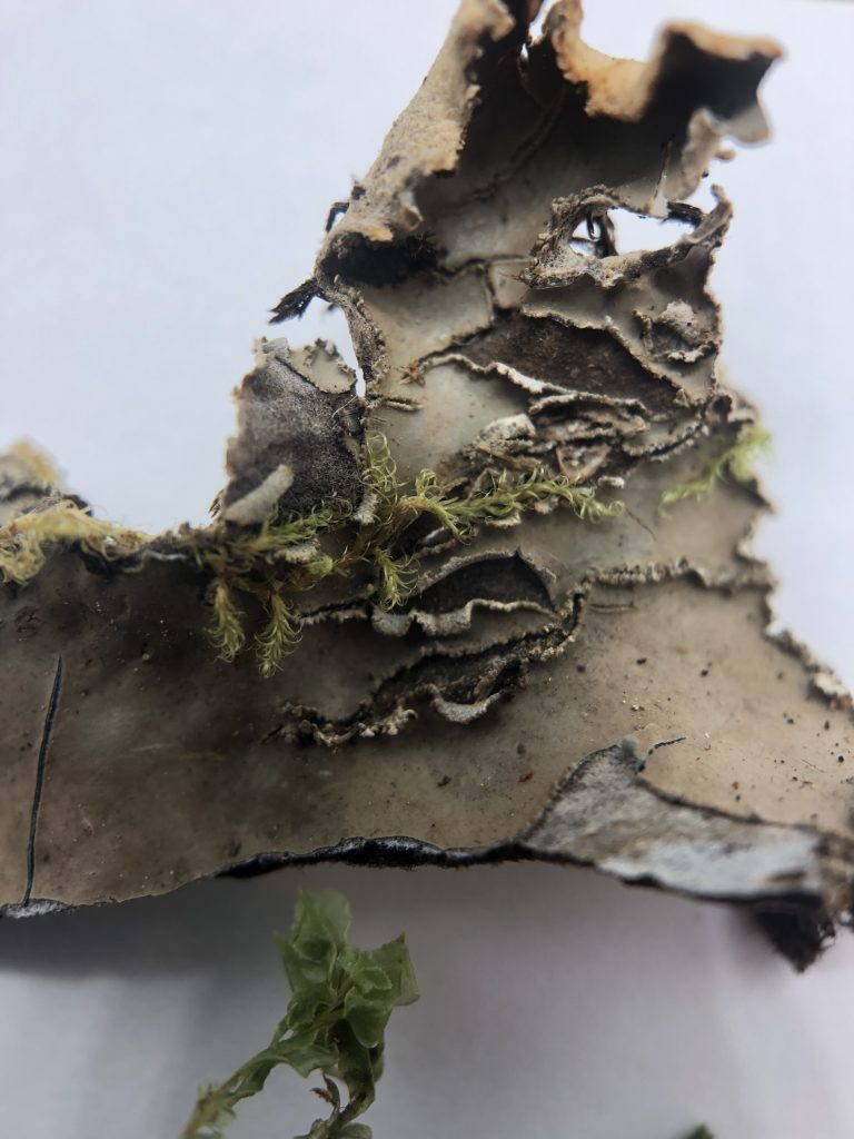 Peltigera elisabethae