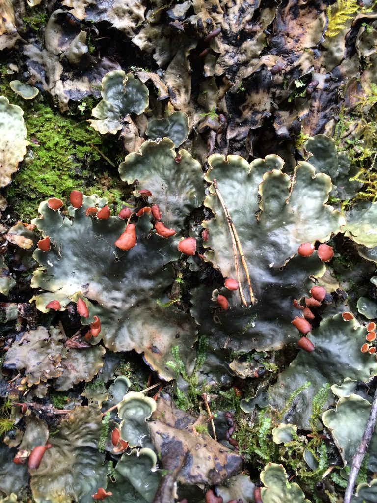 Peltigera horizontalis
