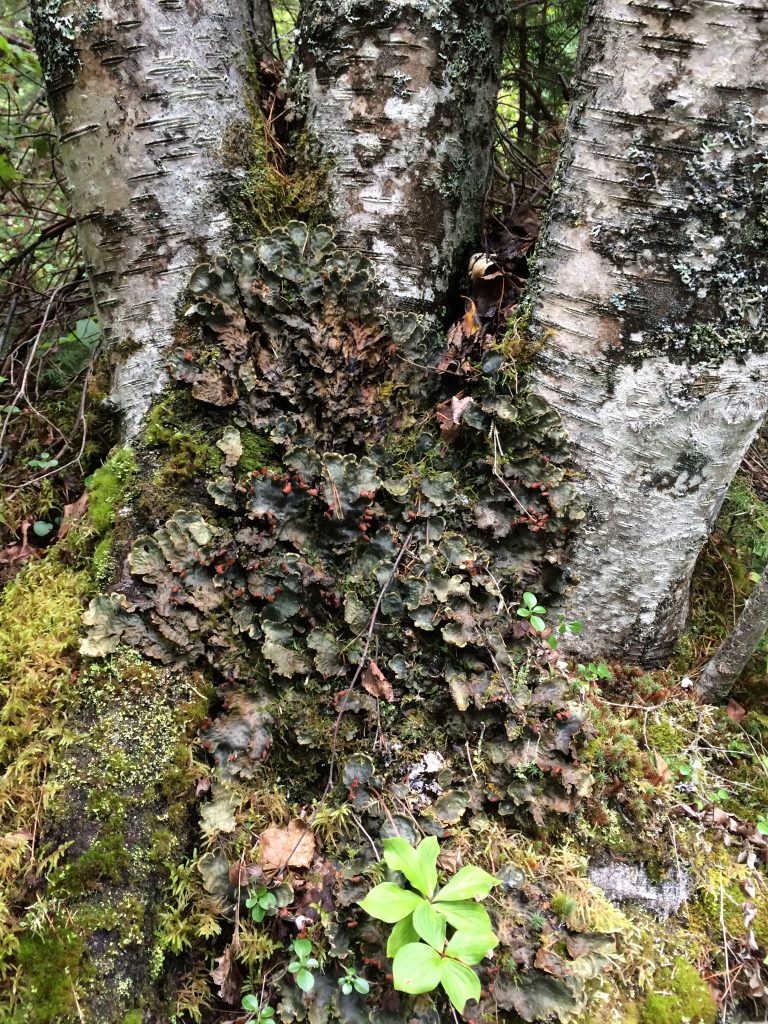 Peltigera horizontalis