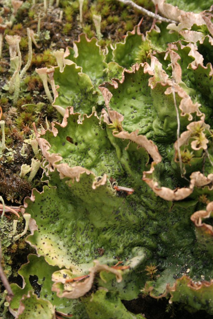 Peltigera leucophlebia group