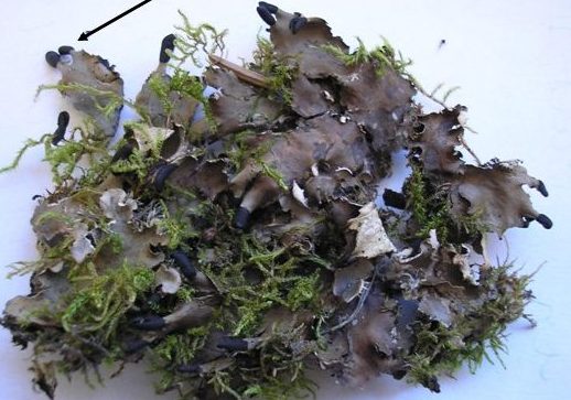 Peltigera neckeri
