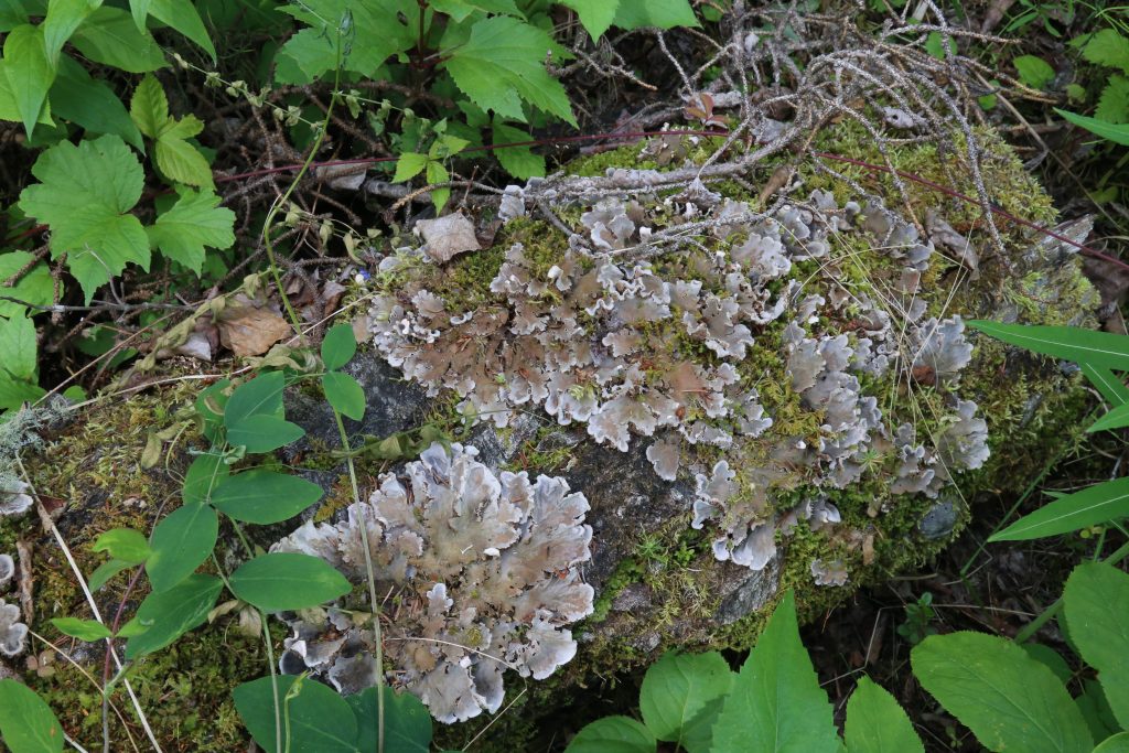 Peltigera canina group