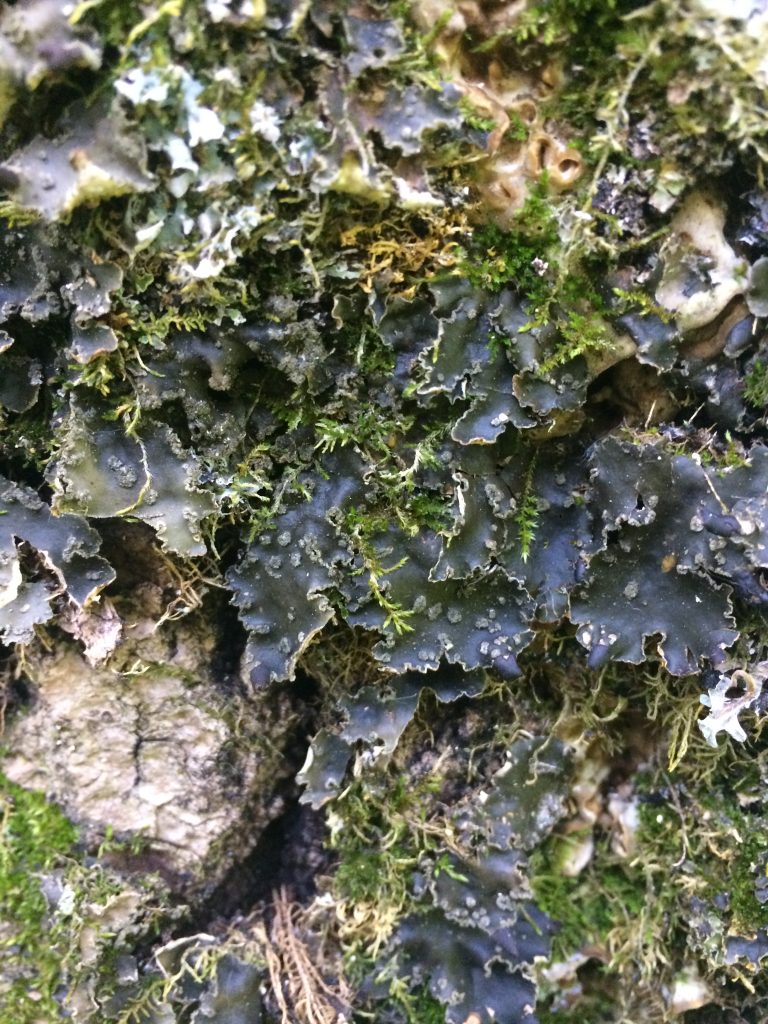 Peltigera collina