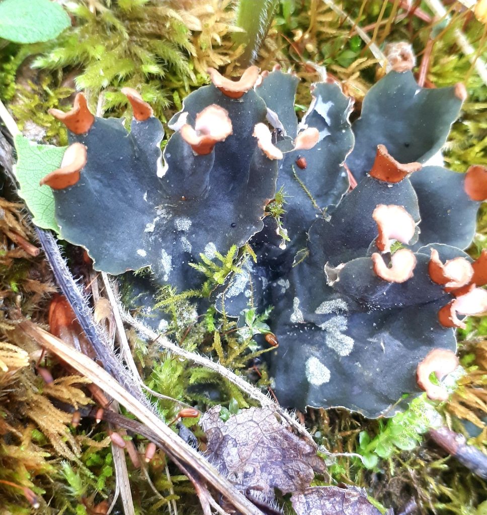Peltigera didactyla group