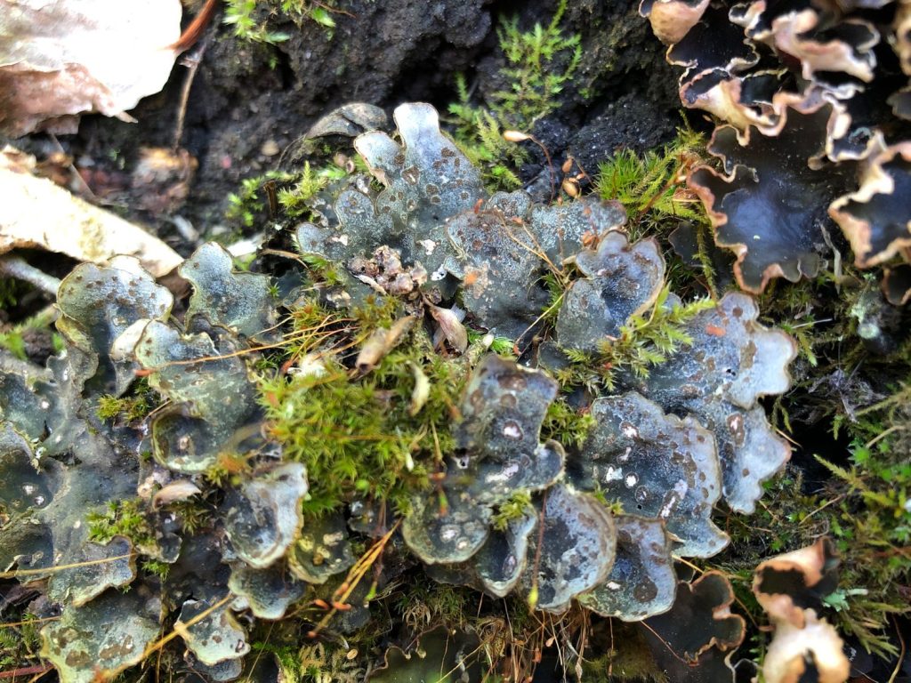 Peltigera extenuata
